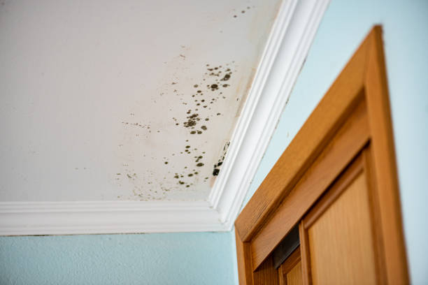  Garland, NC Mold Removal Pros