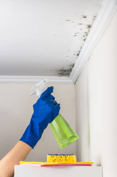 Best Commercial Mold Removal  in Garland, NC